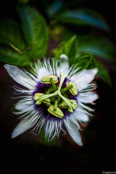 Passiflora