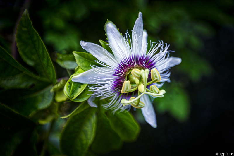 Passiflora