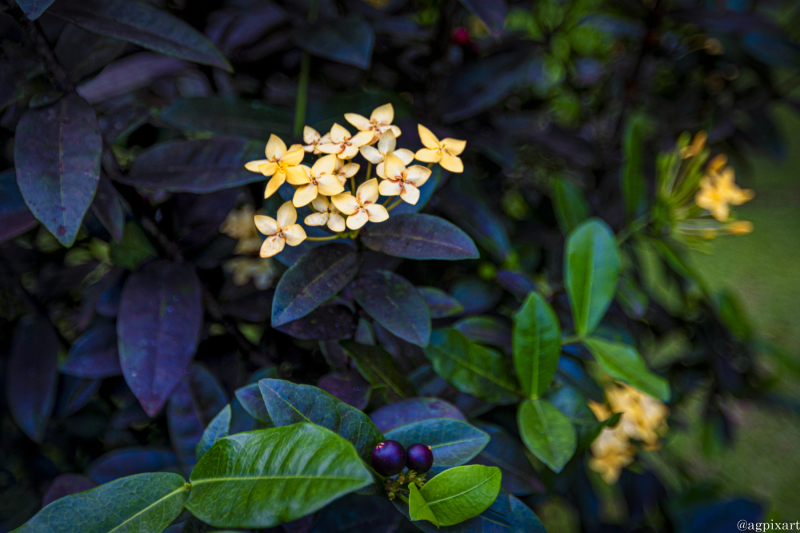 Flowers at Belvédère de Taravao