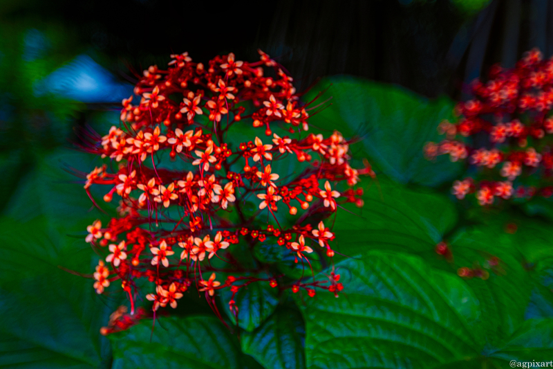 Flowers at Belvédère de Taravao