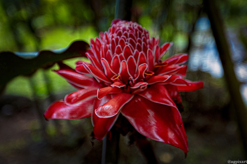 Jardin Botanique Harrison Smith