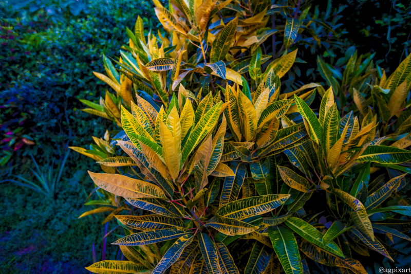 Croton Petra, Tahiti