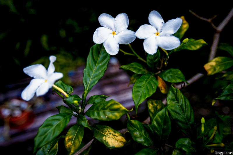 Tahitian Gardenia, National Flower of Tahiti