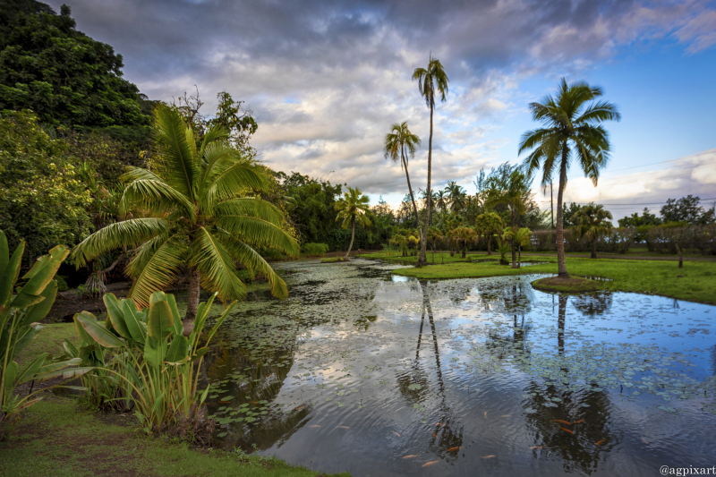 Jardin Botanique Harrison Smith