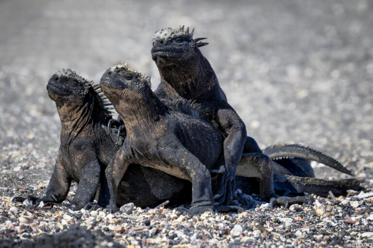 Punta Espinoza, Fernandina