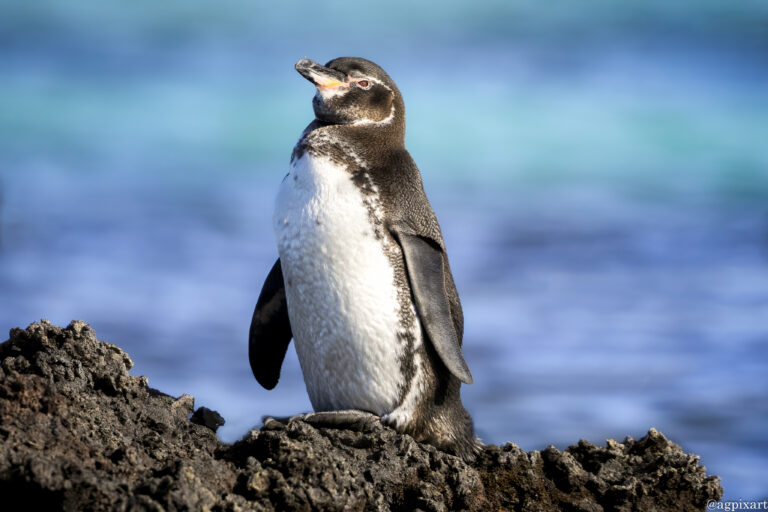 Elizabeth Bay-Tagus Cove