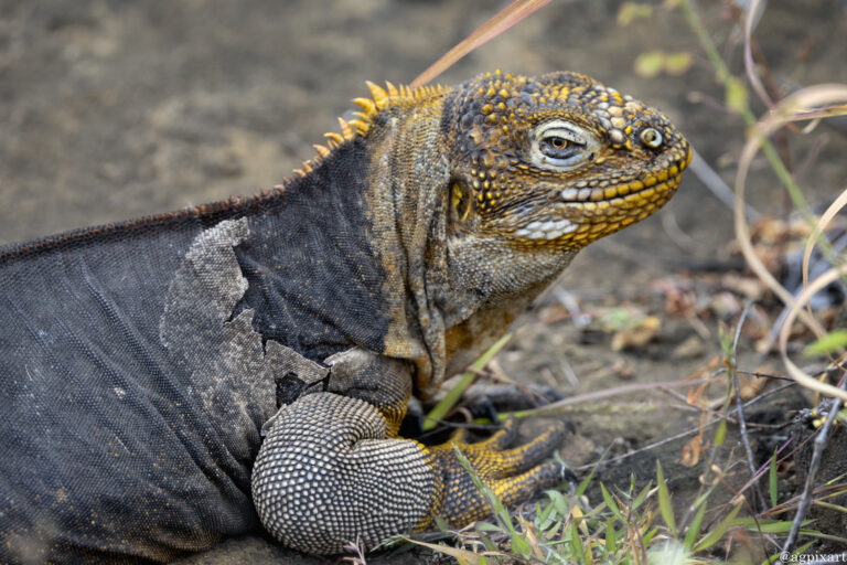 Puerto Egas, Santiago