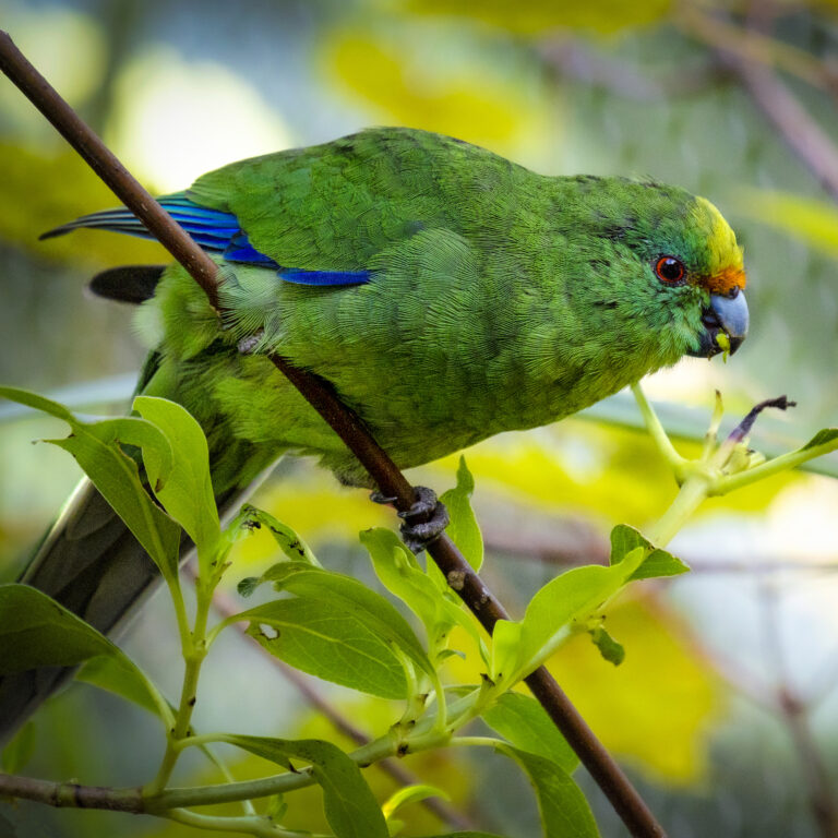 New Zealand Birds